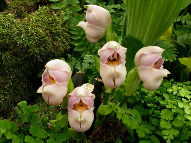 Hoa Swaddled Babies này được tìm thấy từ những năm 1777 đến 1788 tại khu vực dãy núi Andes, Colombia, tuy nhiên đến mãi năm 1798, tên của chúng mới được xác định.Hoa trông giống một em bé đang say giấc và còn khá giống với hoa tuy líp vì thế loài lan này còn được gọi bằng một tên khác hoa phong lan tuylip.